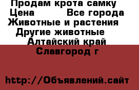 Продам крота самку › Цена ­ 200 - Все города Животные и растения » Другие животные   . Алтайский край,Славгород г.